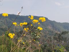 -天鹿湖森林公园