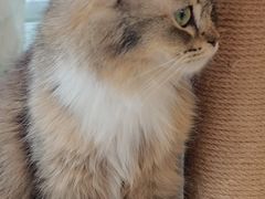 -共舞时光猫咖·狗咖(新街口店)