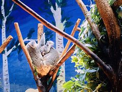 -广州长隆野生动物世界