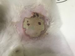 -暖阳宠物医院·犬猫康复中心·骨科