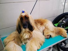 -北京观赏动物医院·24小时大型综合·猫专科·异宠专科