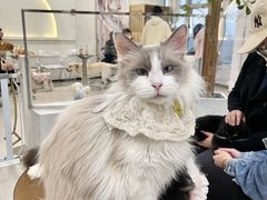 -共舞时光猫咖·狗咖(新街口店)