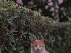-江南茗茶城