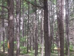 -塞罕坝国家级自然保护区