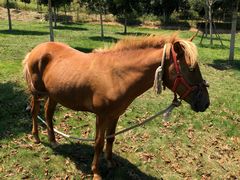 -武汉紫薇都市田园