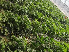 -大自然农场蔬菜草莓采摘园