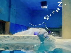 -大连圣亚海洋世界