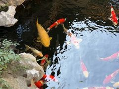 -鲤院·新中式美学·庭院餐厅(夫子庙店)