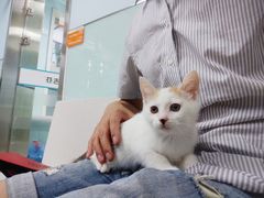 -纳吉亚猫专科动物诊疗中心(蒋宅口分院)