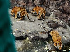 -和平公园