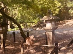 -奈良公园