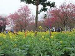 -天适樱花悠乐园