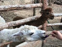 -清迈夜间动物园