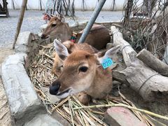 -鹿境梅花鹿生态园区
