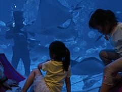 -烟台海昌鲸鲨海洋公园