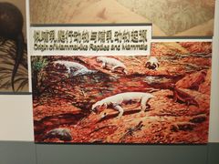 -安徽省地质博物馆