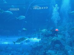 -迪拜水族馆及水下动物园
