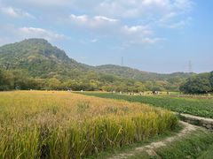 -八卦田遗址公园