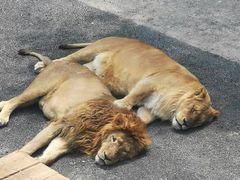 -大连森林动物园