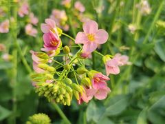 -中国天府农业博览园