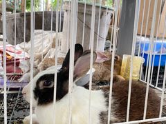 -马陆小张葡萄园农家乐