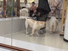 -共舞时光猫咖·狗咖(新街口店)