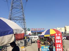 -中环花鸟鱼虫市场