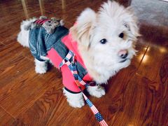 -爱贝特动物医院·猫口炎专科