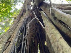 -中国科学院西双版纳热带植物园
