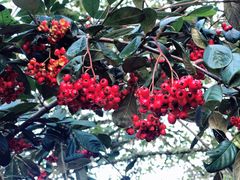 -怀托摩萤火虫洞