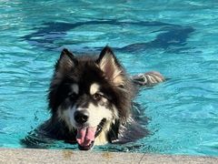 -趣玩宠物乐园寄养训犬训狗游泳池