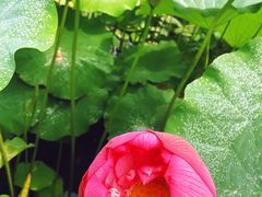 -陈家山荷花公园