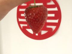 -喜杨洋草莓采摘园