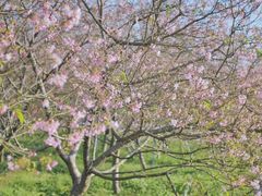 -天适樱花悠乐园