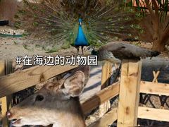 -惠州金海湾嘉华度假酒店