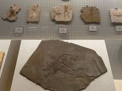 -辽宁古生物博物馆