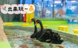 -七巧国萌宠乐园(龙湖天街店)