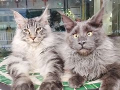 -十年猫舍·猫咪专门店(普陀店)