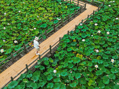 -绍兴镜湖国家城市湿地公园