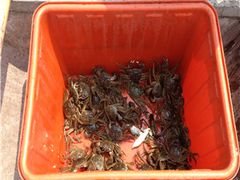 -阳澄湖大闸蟹·琼灵阁牌品牌连锁(吴中总店)