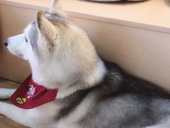 -Husky Go! 哈士奇体验馆·宠物咖啡厅狗咖