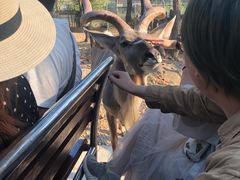 -清迈夜间动物园