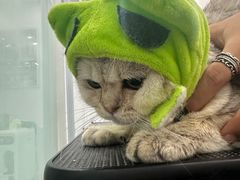 -爱洗澡的猫(望京店)