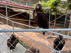 -西霞口神雕山野生动物世界
