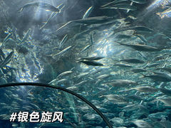 -上海海洋水族馆