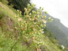-石台牯牛降景区