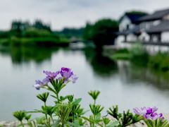 -沙家浜风景区