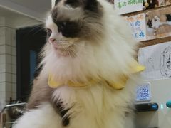 -滚猫咖啡·猫咖·猫友好撸猫(未来城店)