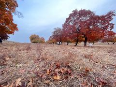 -五角枫生态旅游景区