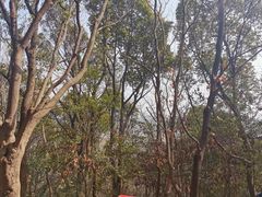 -上海佘山国家森林公园天马山园